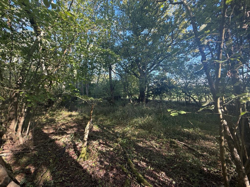 Lot: 54 - APPROXIMATELY 0.66 ACRES PARCEL OF WOODLAND - Woodland